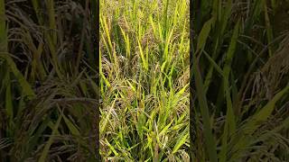 Rice Grains and Rice Plants on the paddy #rice #palay #plant