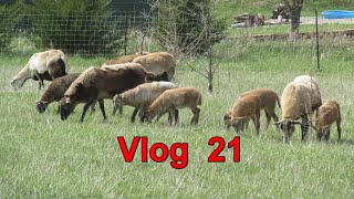 Vlog 21