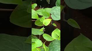 Plants in nursery with traditional and medicinal value #pureair #garden #nursery #medicinalplant