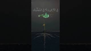 Surah Al Imran Ayat 5 #islamicvideo #quran #عبدالرحمان مسعد