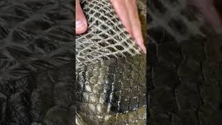 Helping a giant anaconda shed its skin #asmr #satisfyingvideo #snake