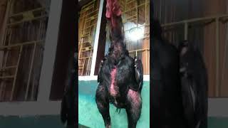 unboxing atau review ayam Bangkok ori Sumatra...