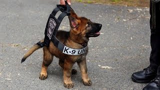 Funniest & Cutest German Shepherd Puppies Funny Dog Videos 2024