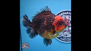 Jumbo Shogun Godzilla Red Kirin Oranda 6-7 inches (241004_OR19)