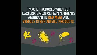 The mechanism linking gut microbes, heart disease risk, and red meat consumption