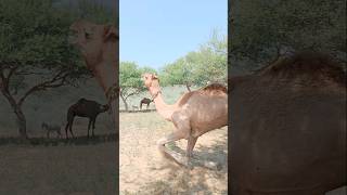 Camel walking in desert #ytshorts #camel #animals #shorts #camellife #camelculture #camelinthedesert