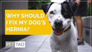 Why Should I Fix My Dog's Hernia?  - PET | TAO Holistic Pet Products