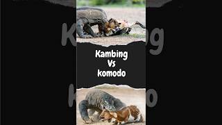 Kambing dimangsa komodo #shortvideo