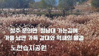 청남대 가는길에 있는 문의면 노현습지공원의 가을 풍경 #청주갈대명소 #노현습지공원