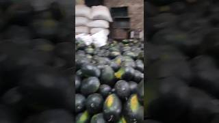 giant watermelon #watermelon #fruit #nepal #food