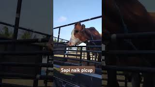 sapu #,naikpicup#shortvideo