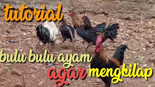 Tutorial agar bulu bulu ayam mengkilap || Singkong kaya manfaat