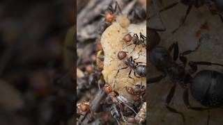 LE SUPERORGANISME LES COLONIES DE FOURMIS     #insectes #Fourmis #Colonie #Superorganisme #Nature