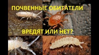 Кто еще обитает рядом с червями?Почвенные клещи,подура,ногохвостка.