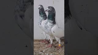 #pigeon #pigeonbreedingtips #kabutar #tedybreed