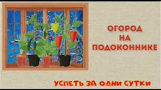 28.11.2020 Выращиваем овощи 🍅 🌶🥕🥒 , зелень 🌿 зимой на подоконнике.