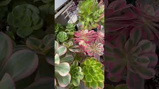 some of my aeonium collections in my garden # shorts