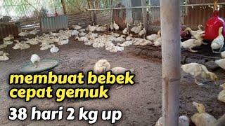 cara paling cepat membuat bebek cepat gemuk