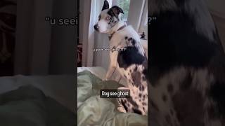 Dogs sees Ghost | #shorts