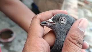 border wale , teddy , kamaggar all pigeon for sale || सभी कबूतरों का लोट फॉर सेल || pigeon market