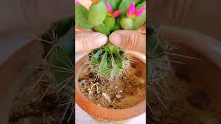 growing cactus nd grafting succulents like this!!!!