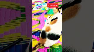 টমির দুষ্টামি 🥰#cat #cutecat #cuteanimal #funny #viralvideo #viralshort #trending #trendingshorts