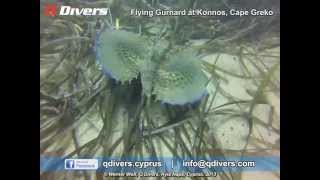 Q Divers - Flying Gurnard