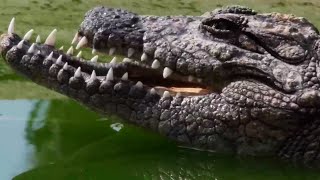 Giant crocodile got the worst of it, check it out!