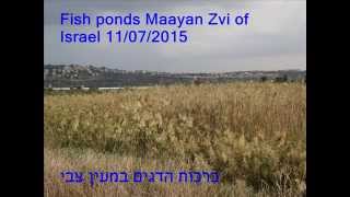 ברכות דגים מעיין צבי  .20157 .11                  Fish ponds of Maayan Zvi, Israel