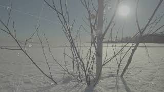 Frozen tree on winter field and blue sky. Winter tree. Alone frozen tree in snowy field