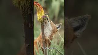 Wolves licking flowers