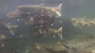 B.C. salmon run, Chehalis River, pt. 1