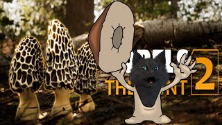 Супер Кот открыл охоту на грибы в 2024 🐱 Morels The Hunt 2