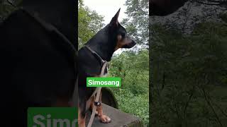 Nang Marites yan #dog #doglover #youtubeshorts #viral