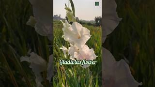 Gladiolus flower | ग्लेडियोलस फूल #shorts #flowers