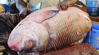 Big catla fish cutting | Amazing fish cutting | BD fish cutting