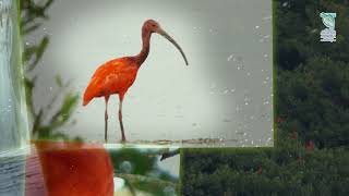 Scarlet Ibis- An Environmentally Sensitive Species