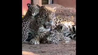 Child love with mother Leopard