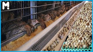 Quail Farming and Eggs Harvesting - How Quail Farm Make Million Eggs and Meat - Inside Modern Quail