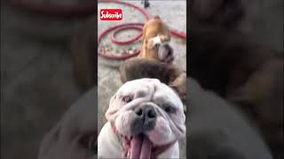 Micro bully puppies #viral #trending #dog #puppies #puppy #tiktok #puppylife #trendingshorts #micro