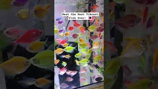 Most Colorful Fish Friends in the Aquatic Store #shorts #fish