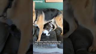 Cheeky Cat Fakes Injury So It Gets More Attention || Dogtooth Media