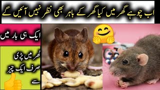 Get rid of mouse/ chuhe bhgane ka tariqa/ 🐀 rat killer trick/ Rat killer spray/ # kitchentips.