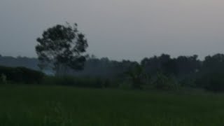 Evening Chill at Paddy Field