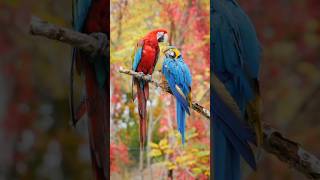 Two beautiful Parrot on the Branch #birds #animals #wildlife #shorts