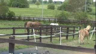 Lady at Hope Pastures