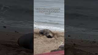 Meet Tater the Hawaiian Monk Seal!