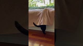 Black Cat Dances To Lady Gaga!