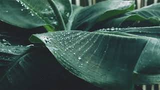 rain sounds for relaxing sleep 😴🎧#rain #rainsounds