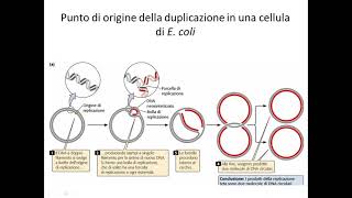 Biologia molecolare del gene 3